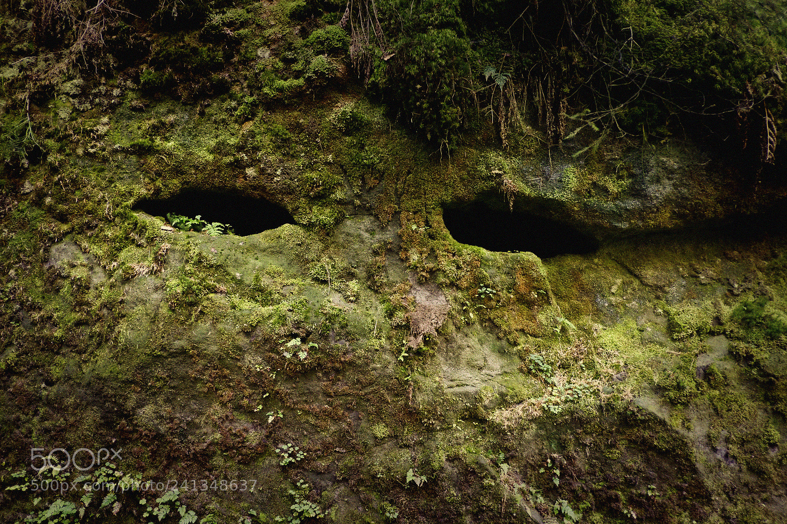 Fujifilm X-E1 sample photo. Moss photography