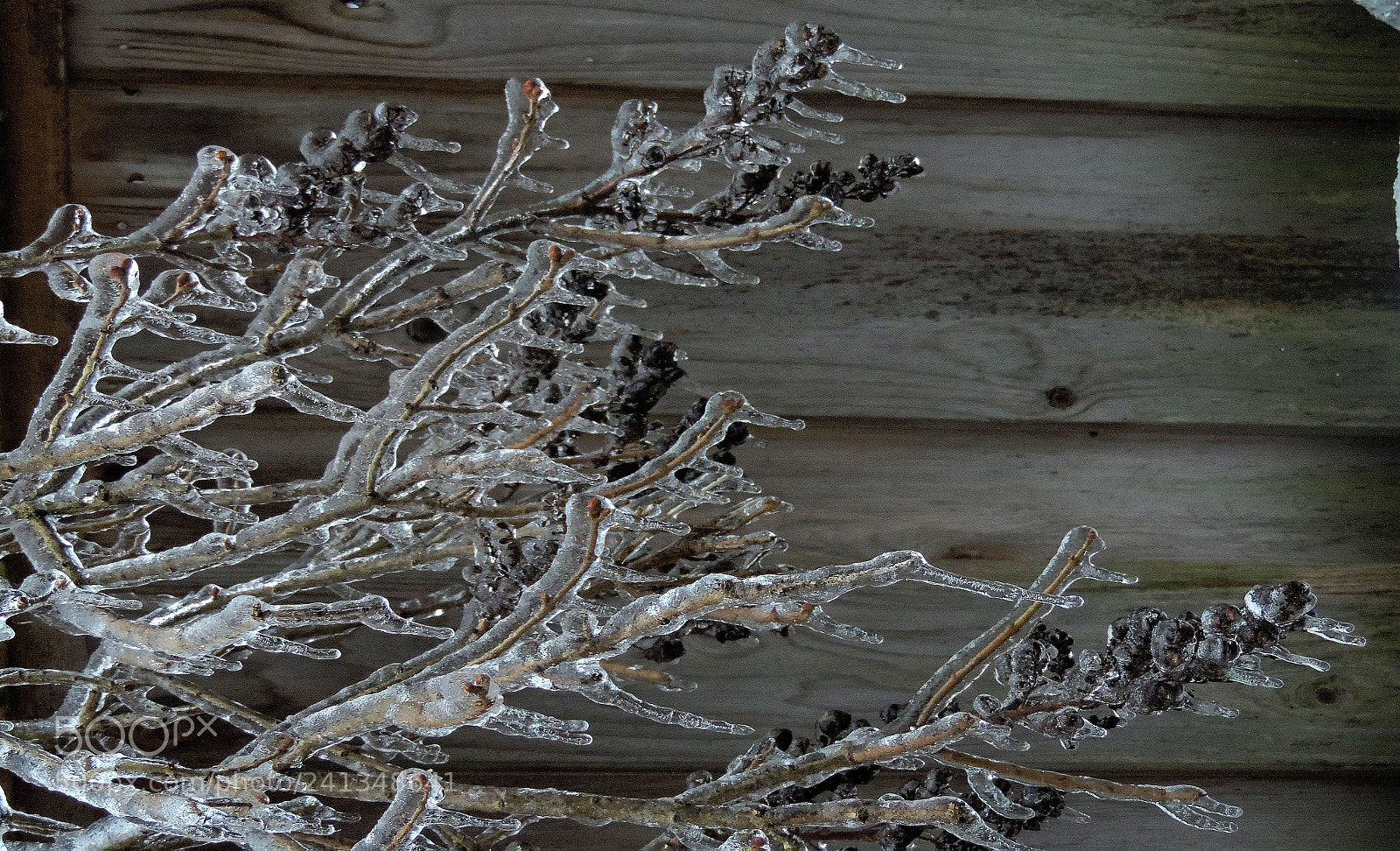 Nikon Coolpix P520 sample photo. Ice branch photography