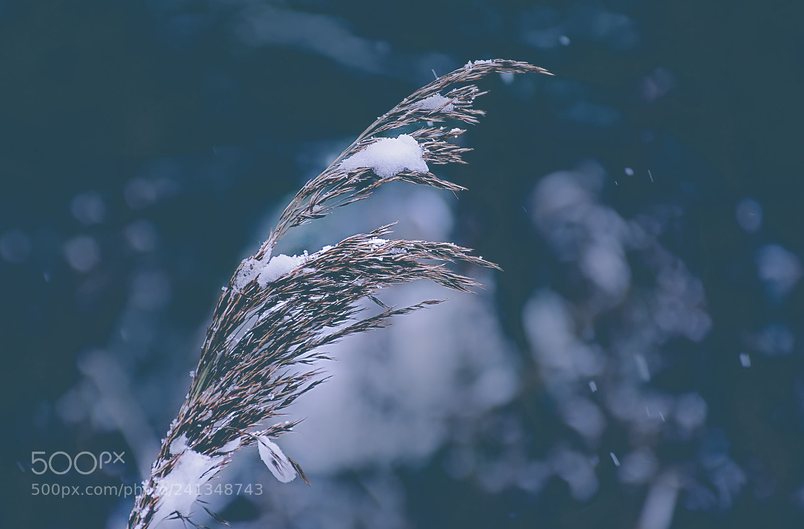 Nikon D7200 sample photo. Frozen feelings. photography