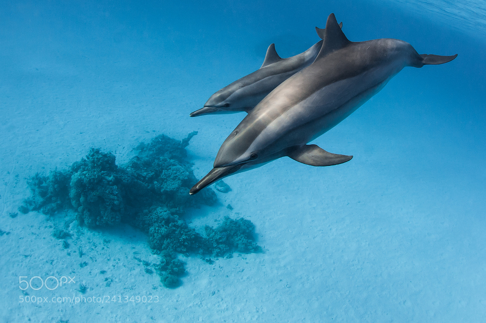 Nikon D700 sample photo. Dolphins couple photography