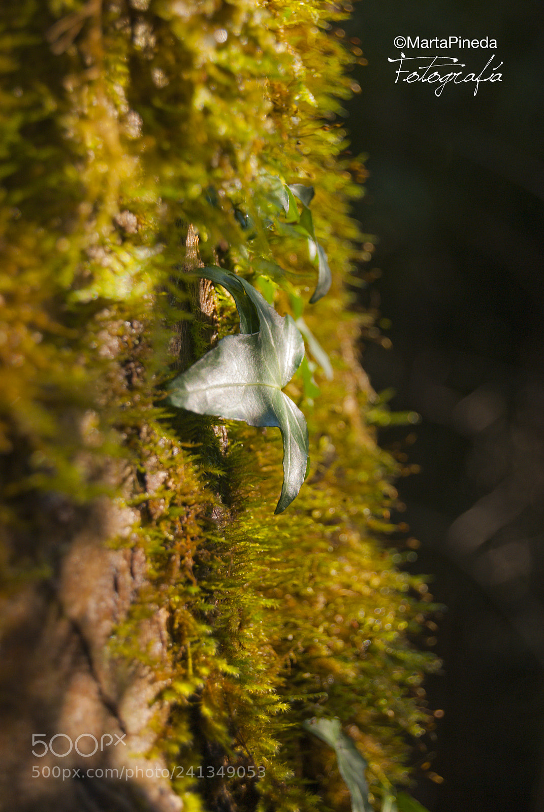 Nikon D60 sample photo. Parque natural se orio photography