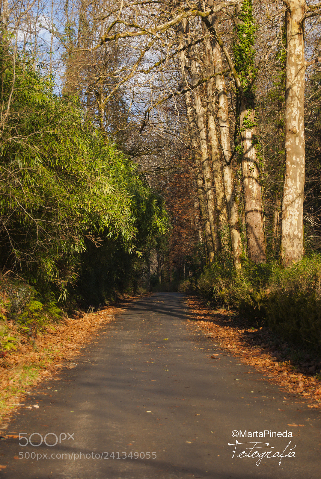 Nikon D60 sample photo. Parque natural se orio photography
