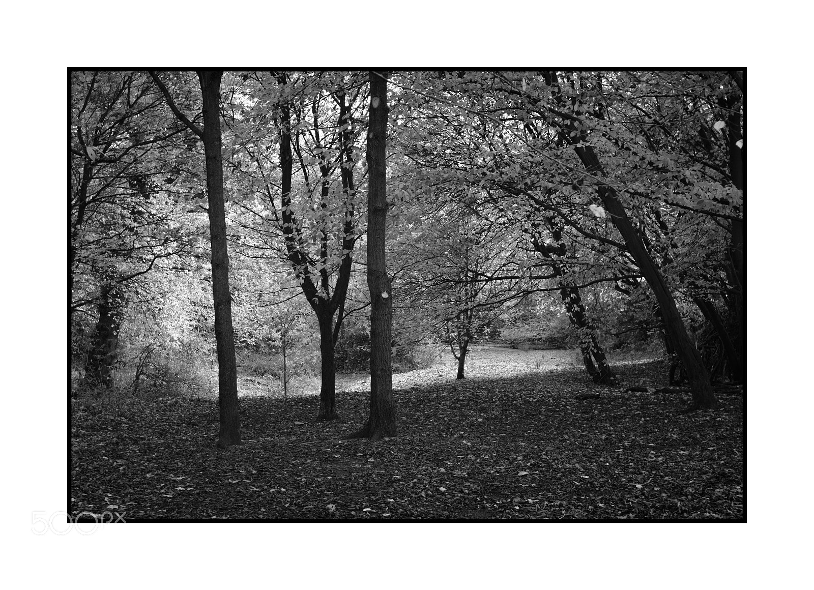 Fujifilm X-Pro2 sample photo. Autumnal woodland photography