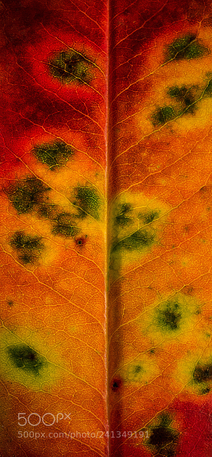 Nikon D810 sample photo. Autumn memories photography