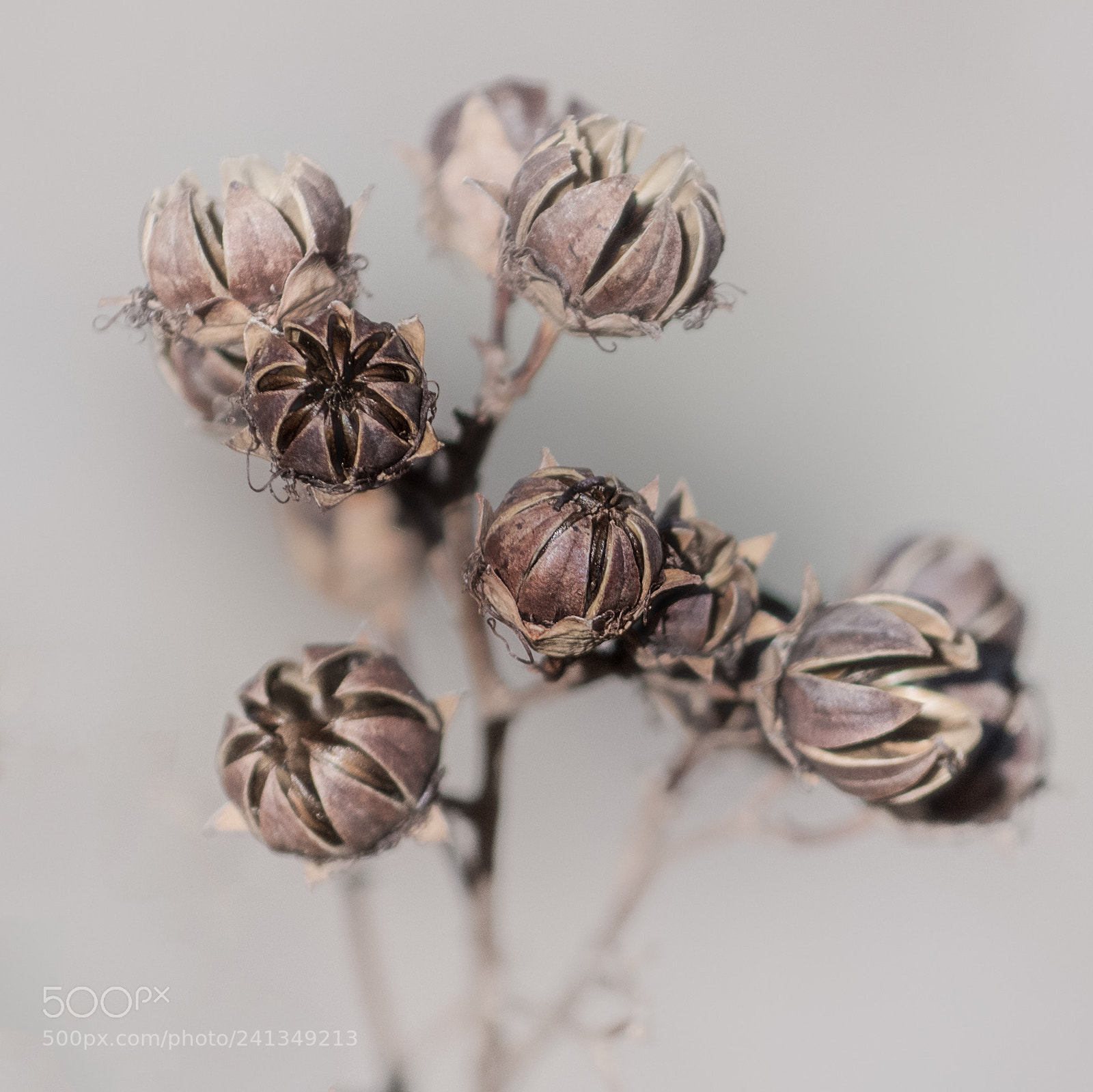 Nikon D850 sample photo. Pods photography