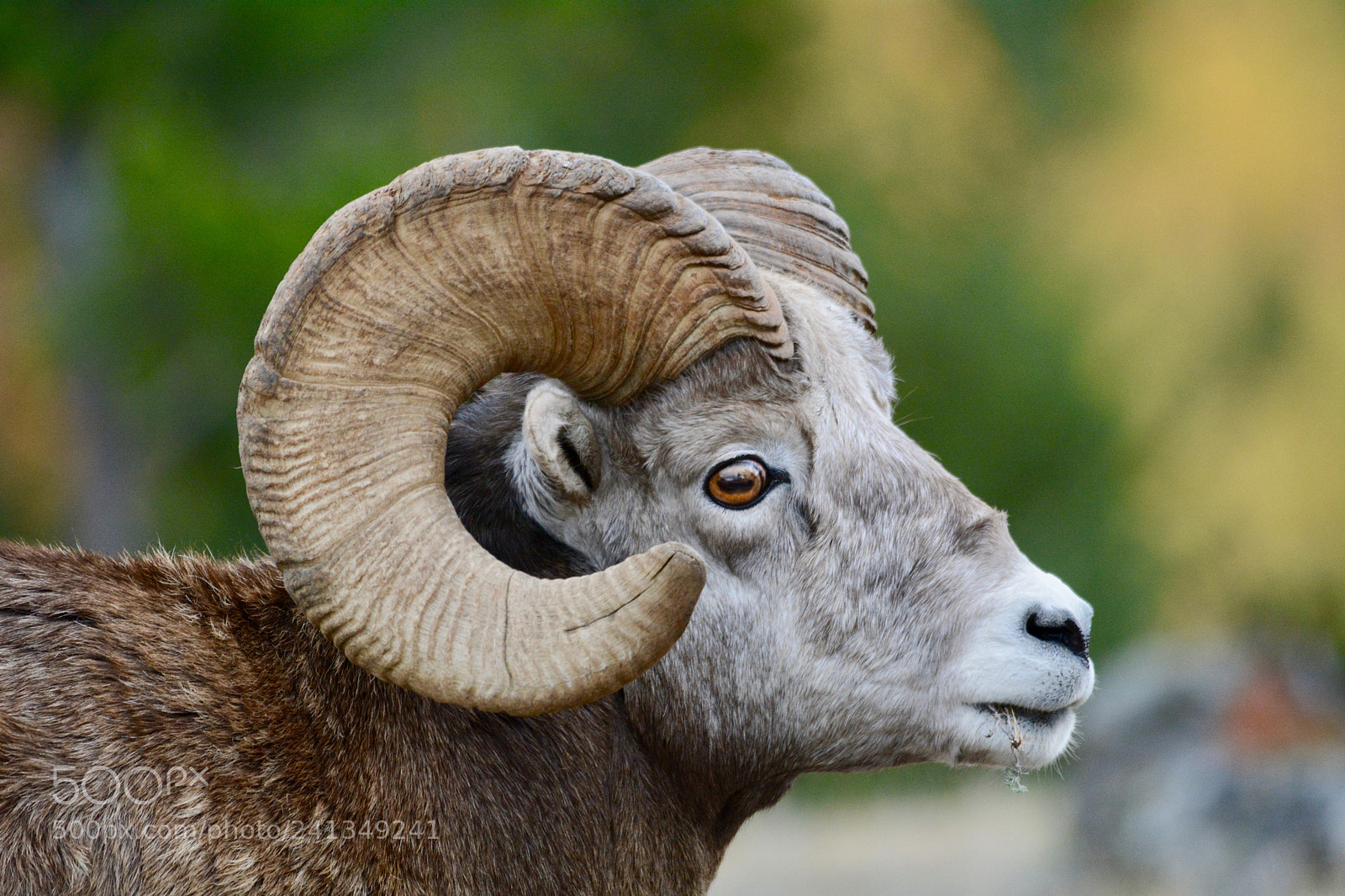 Nikon D7100 sample photo. Sheep stare back photography