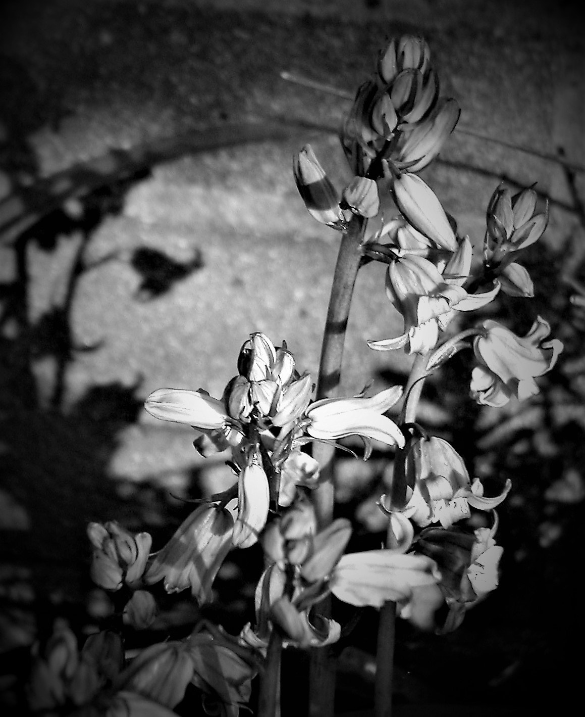 KONICA MINOLTA DiMAGE X sample photo. Hidden photography