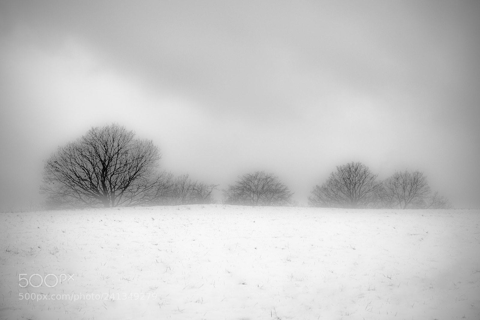Sony Cyber-shot DSC-RX100 sample photo. Bare trees photography