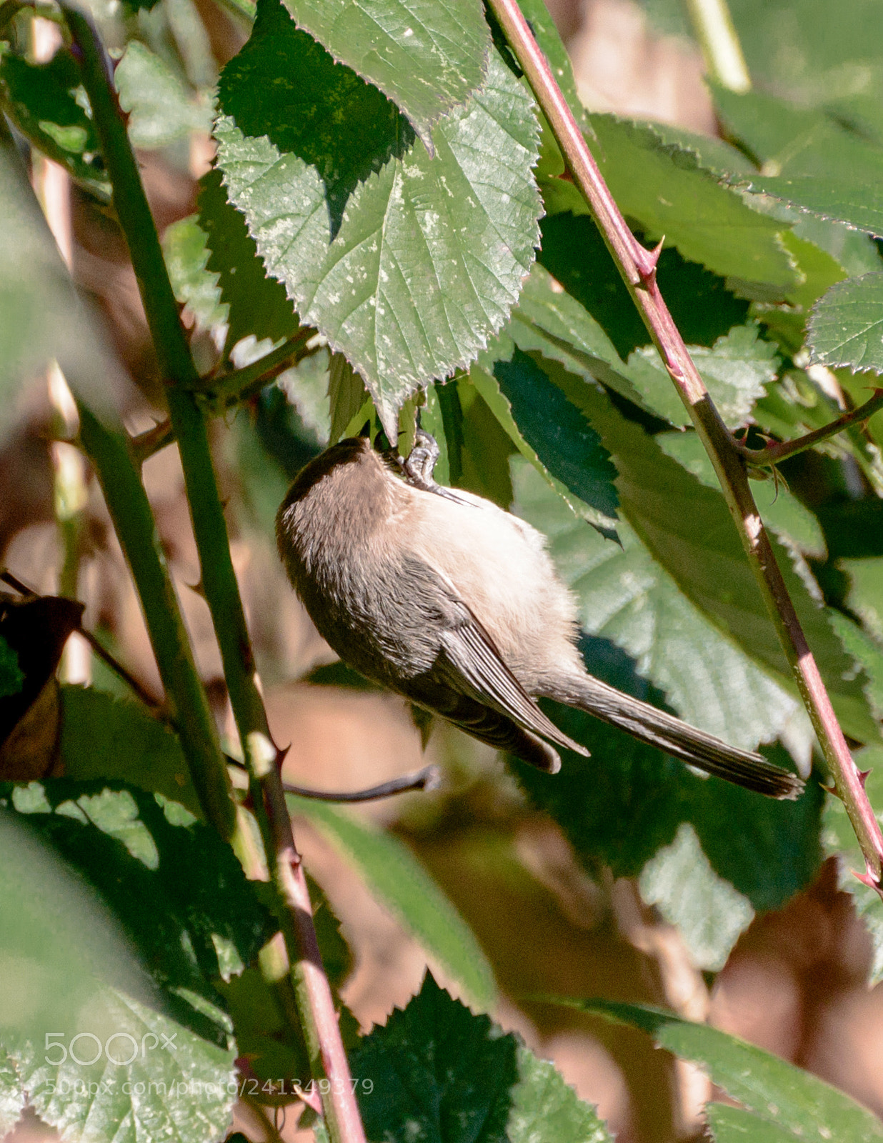 Nikon D800 sample photo. Just hangin' around photography