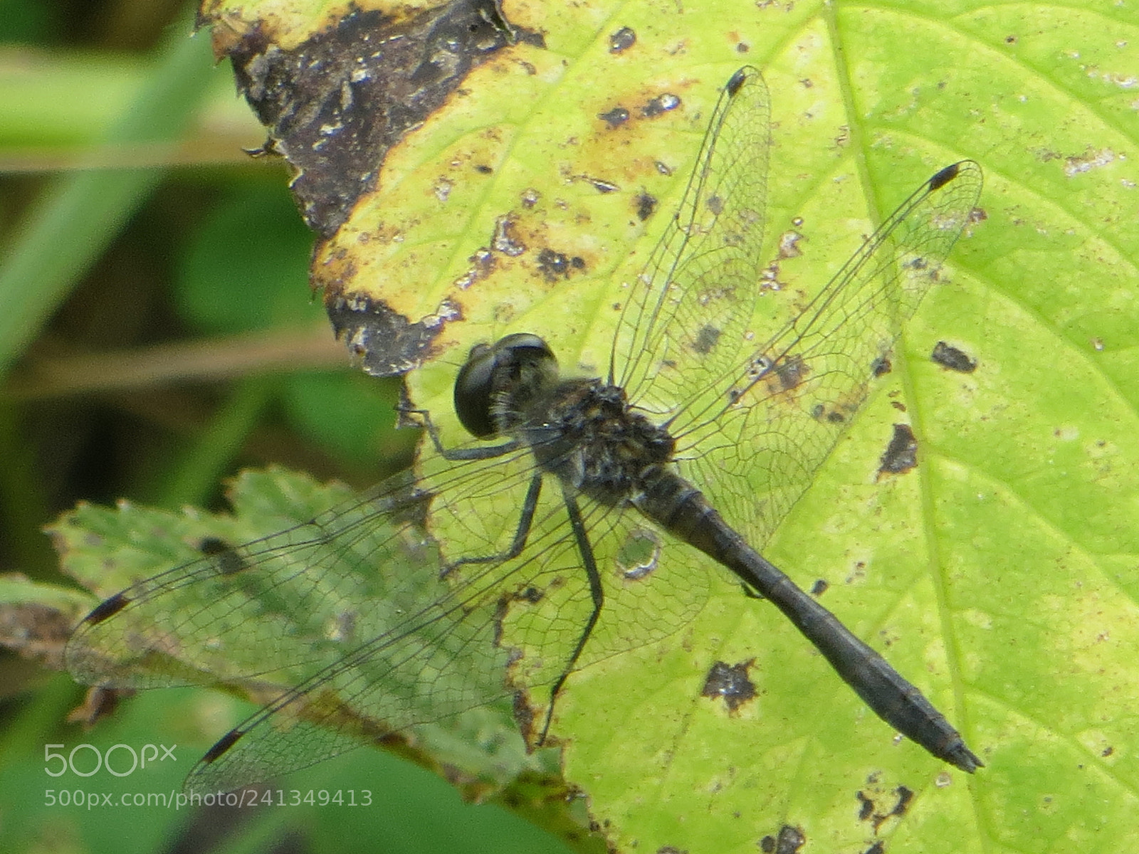 Canon PowerShot SX240 HS sample photo. Dragonfly photography