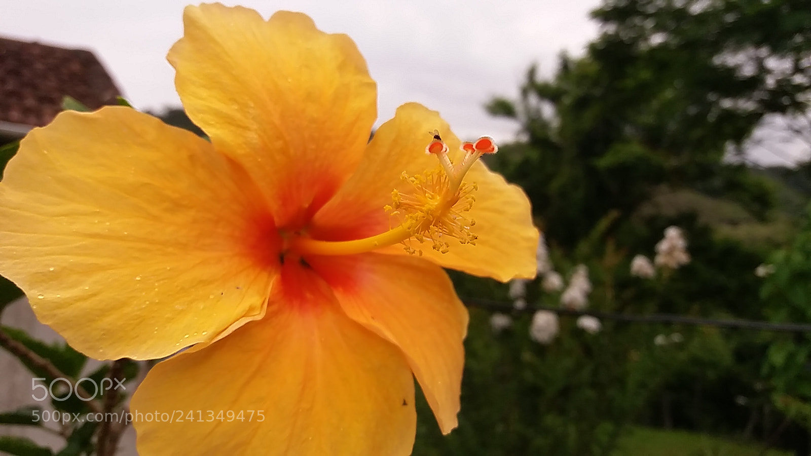 Samsung Galaxy J5 sample photo. Untitled photography