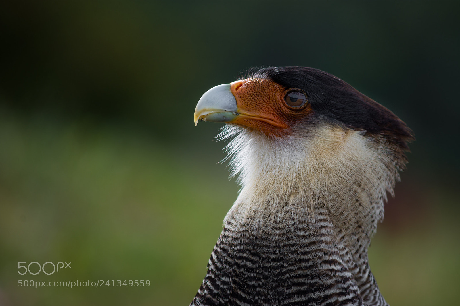 Nikon D7200 sample photo. Crested caracara bird photography