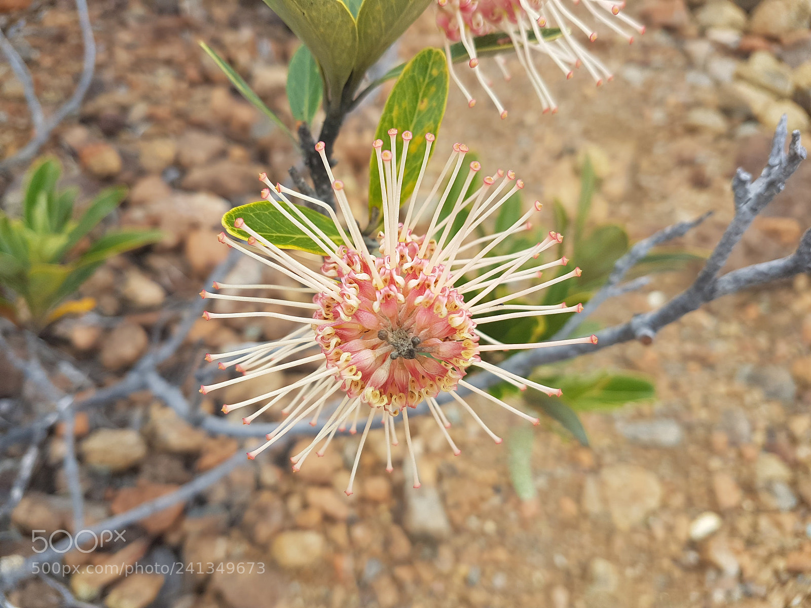 Samsung Galaxy S7 Edge sample photo. Pink and green.jpg photography
