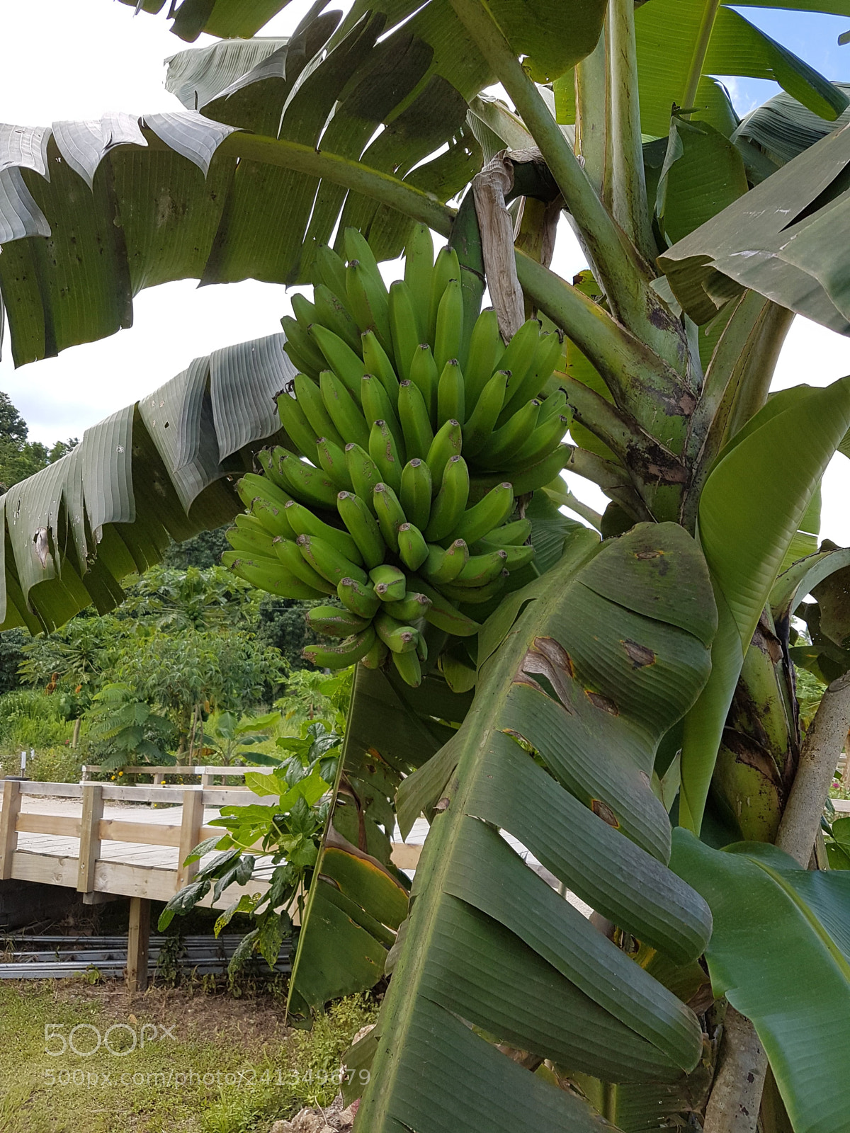 Samsung Galaxy S7 Edge sample photo. Bananas in wild.jpg photography