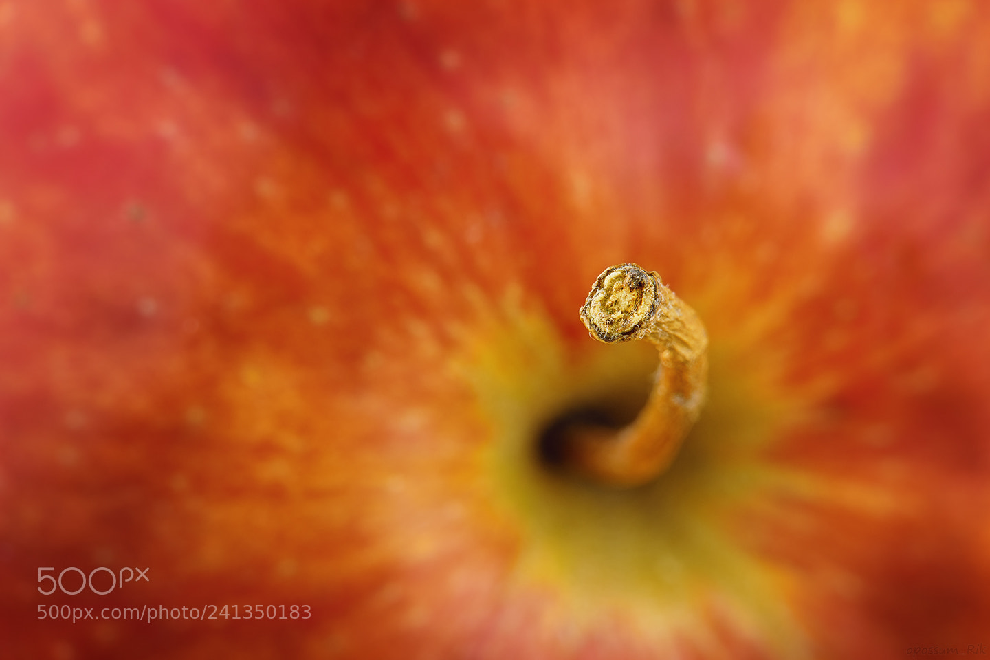 Panasonic Lumix DMC-FZ1000 sample photo. Apple stem macro photography