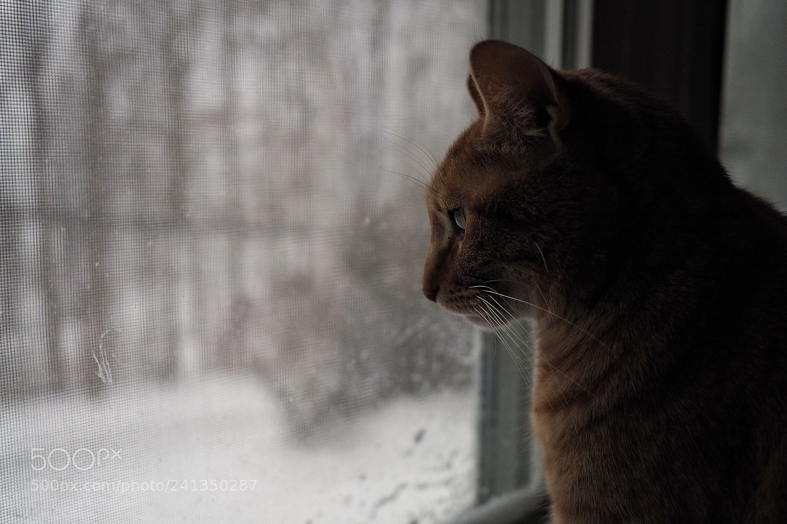 Olympus OM-D E-M10 II sample photo. Snow day for maurice photography