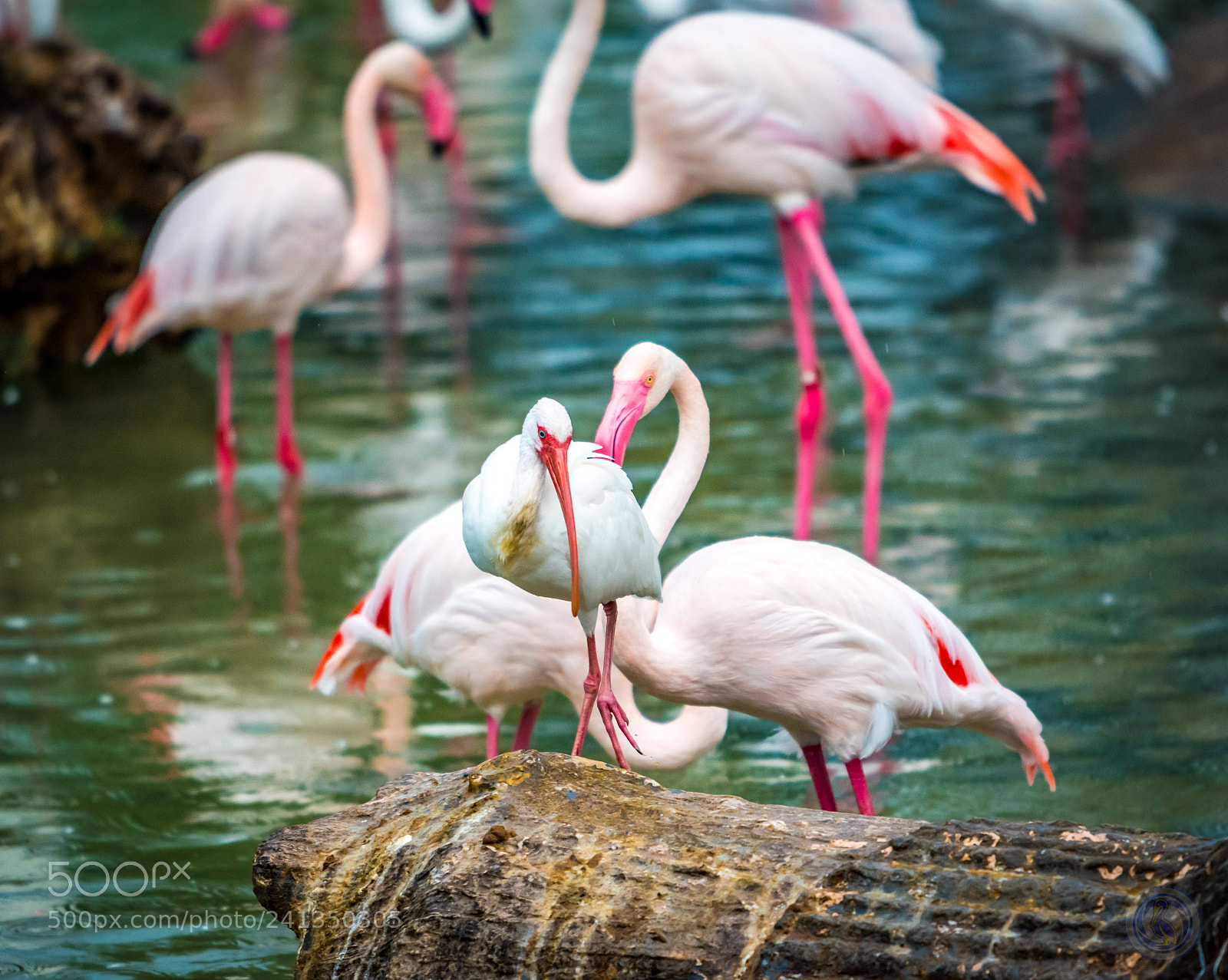 Nikon D5500 sample photo. Flamingo photography