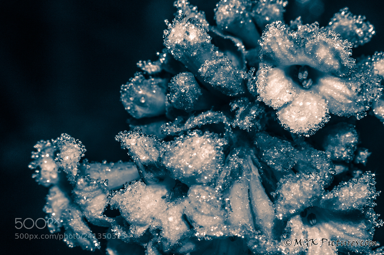 Pentax K-7 sample photo. Icy flower photography