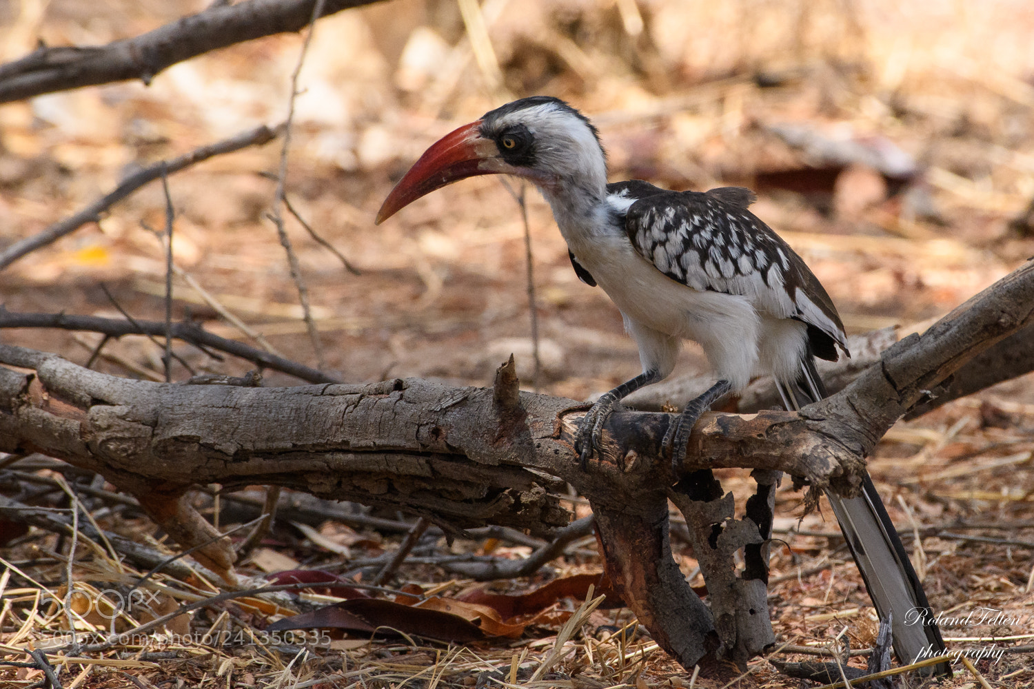 Nikon D500 sample photo. Red-billed hornbill photography