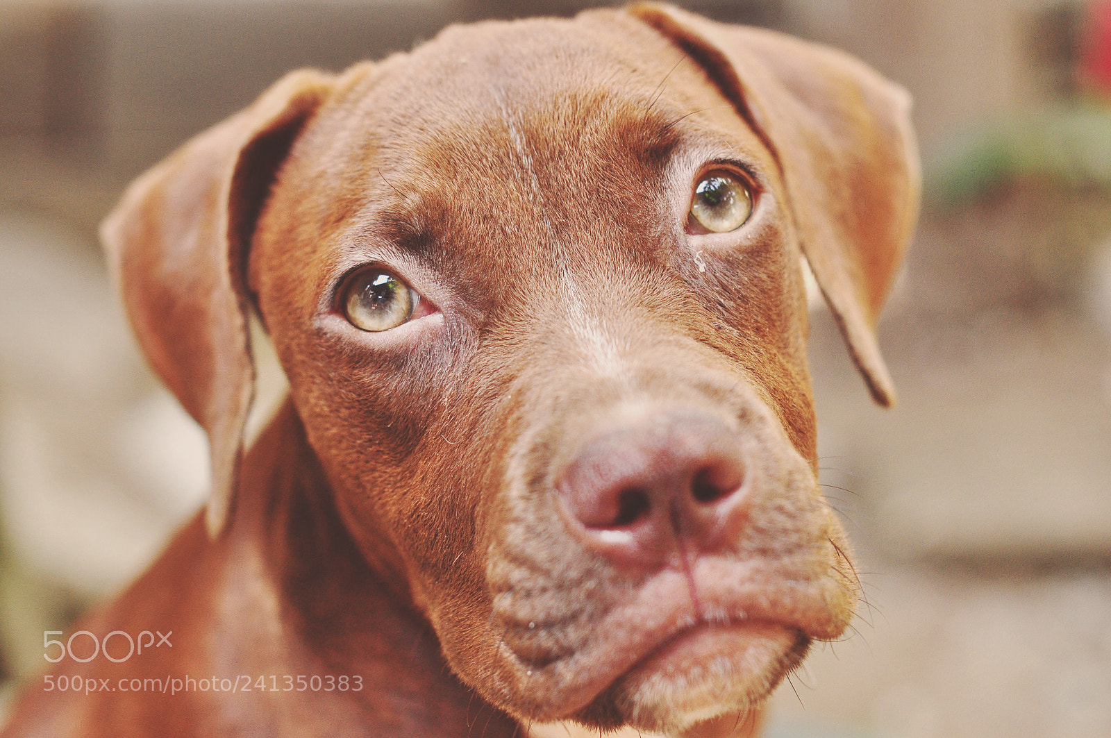 Nikon D5000 sample photo. Doggy dog photography