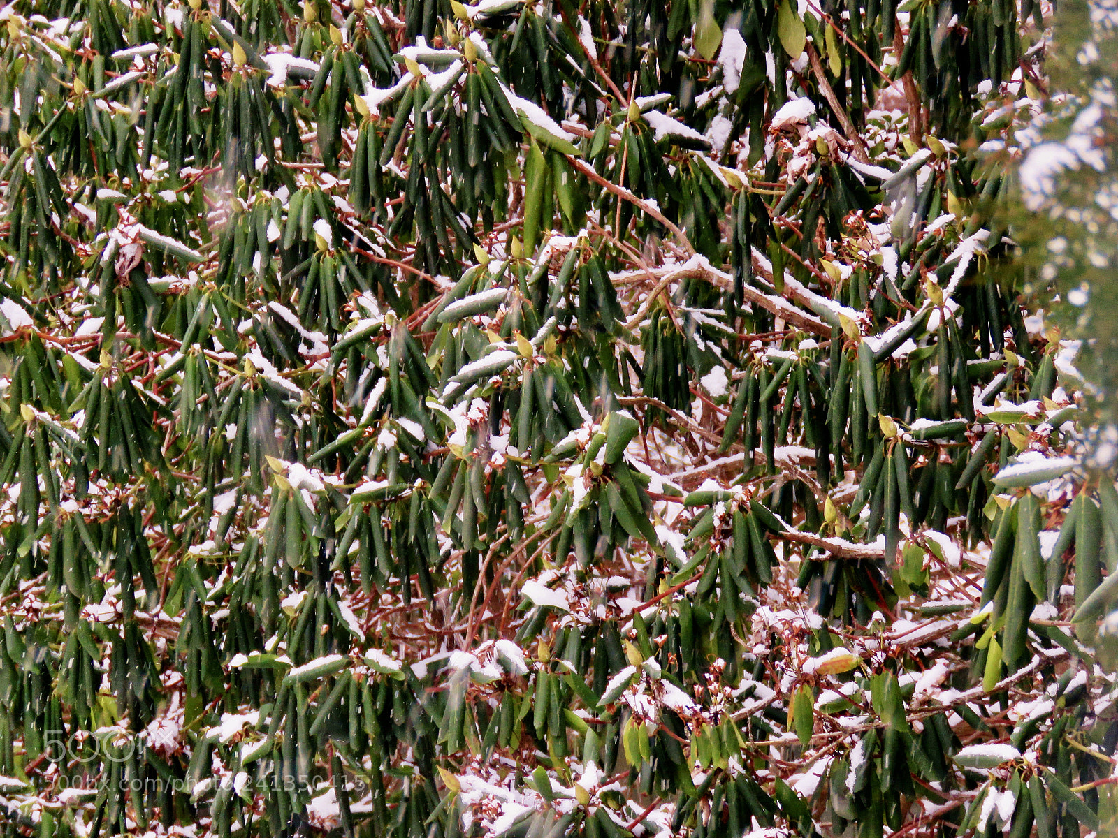 Canon PowerShot SX60 HS sample photo. Rhododendron under snow photography