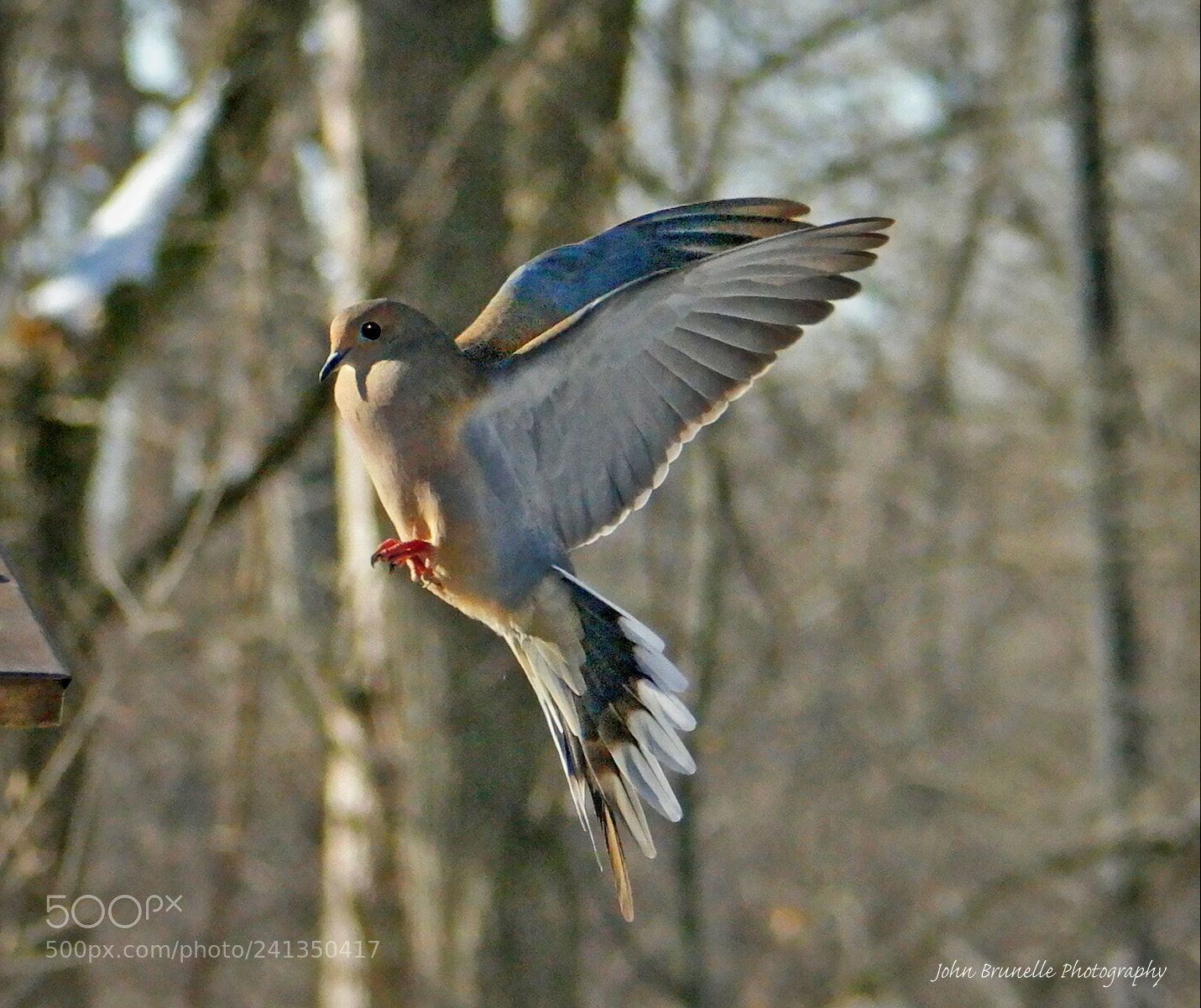 Samsung NX500 sample photo. Dove jan 4 2018 photography