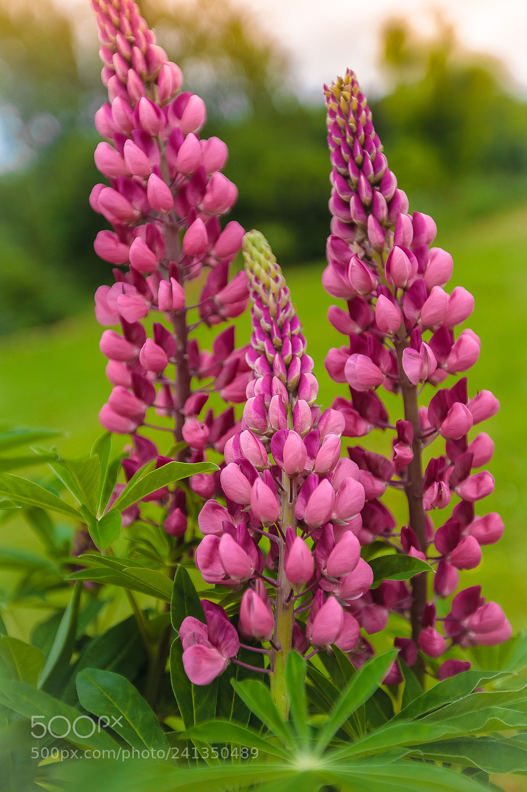 Canon EOS 5D sample photo. Lupine family photography