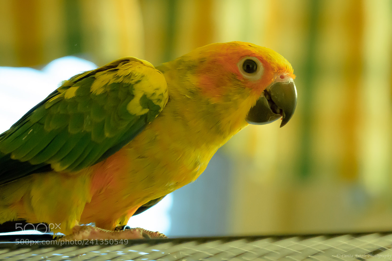 Nikon D500 sample photo. Little sun parakeet photography