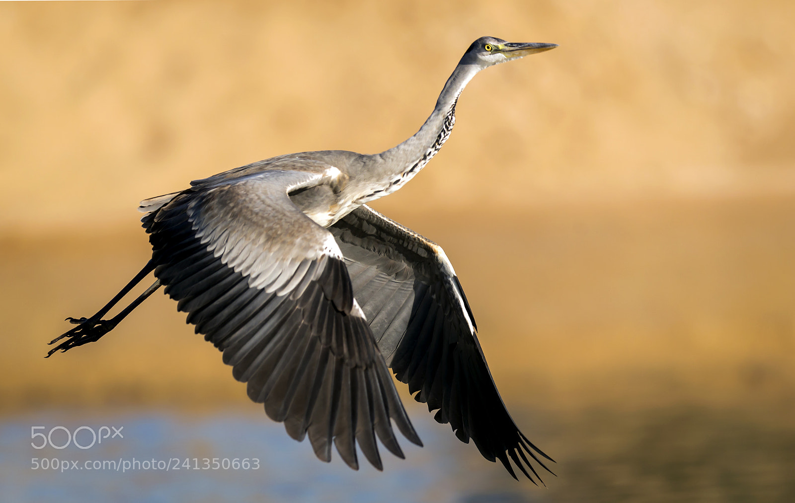 Canon EOS-1D X Mark II sample photo. Grey heron just take photography