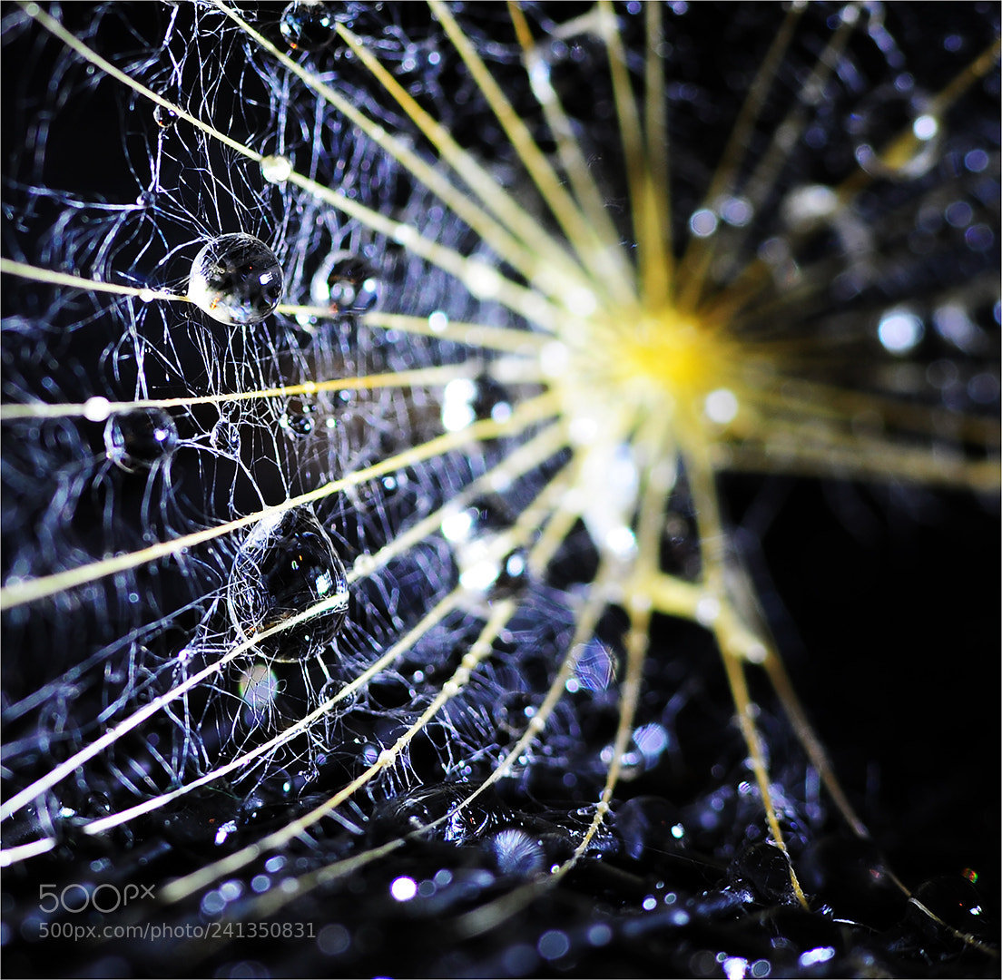 Nikon D700 sample photo. Web of lies photography