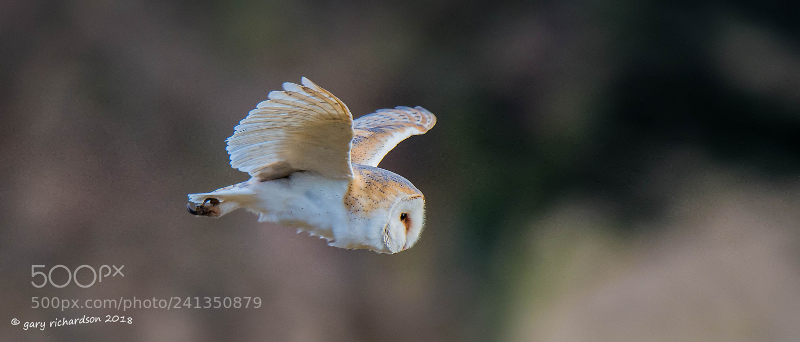 Nikon D500 sample photo. Barn owl photography