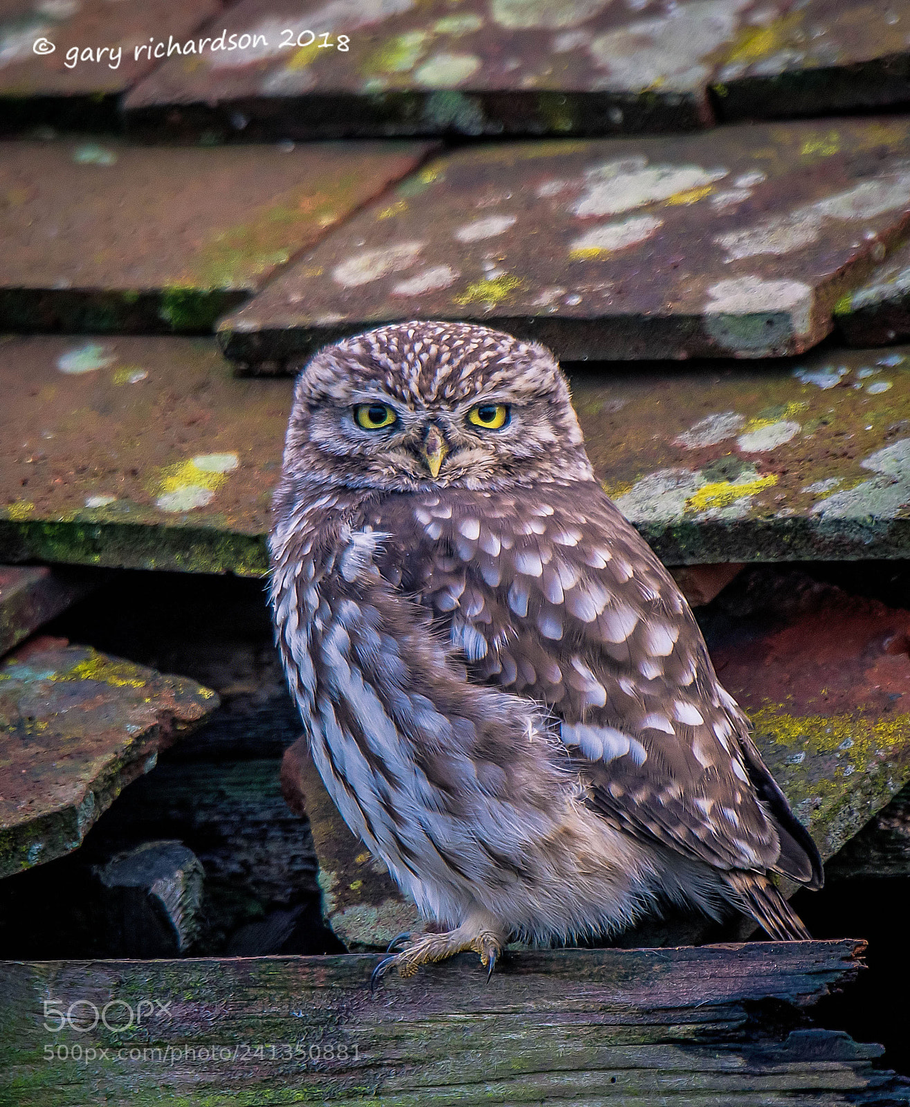 Nikon D500 sample photo. Little owl photography