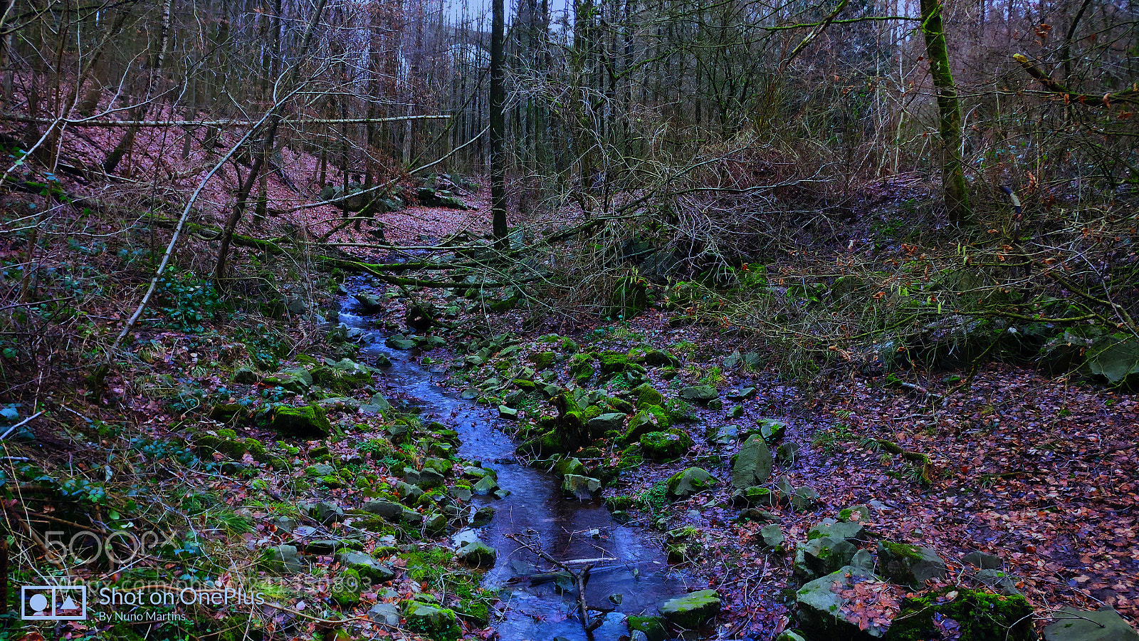 OnePlus A3003 sample photo. Natureza photography