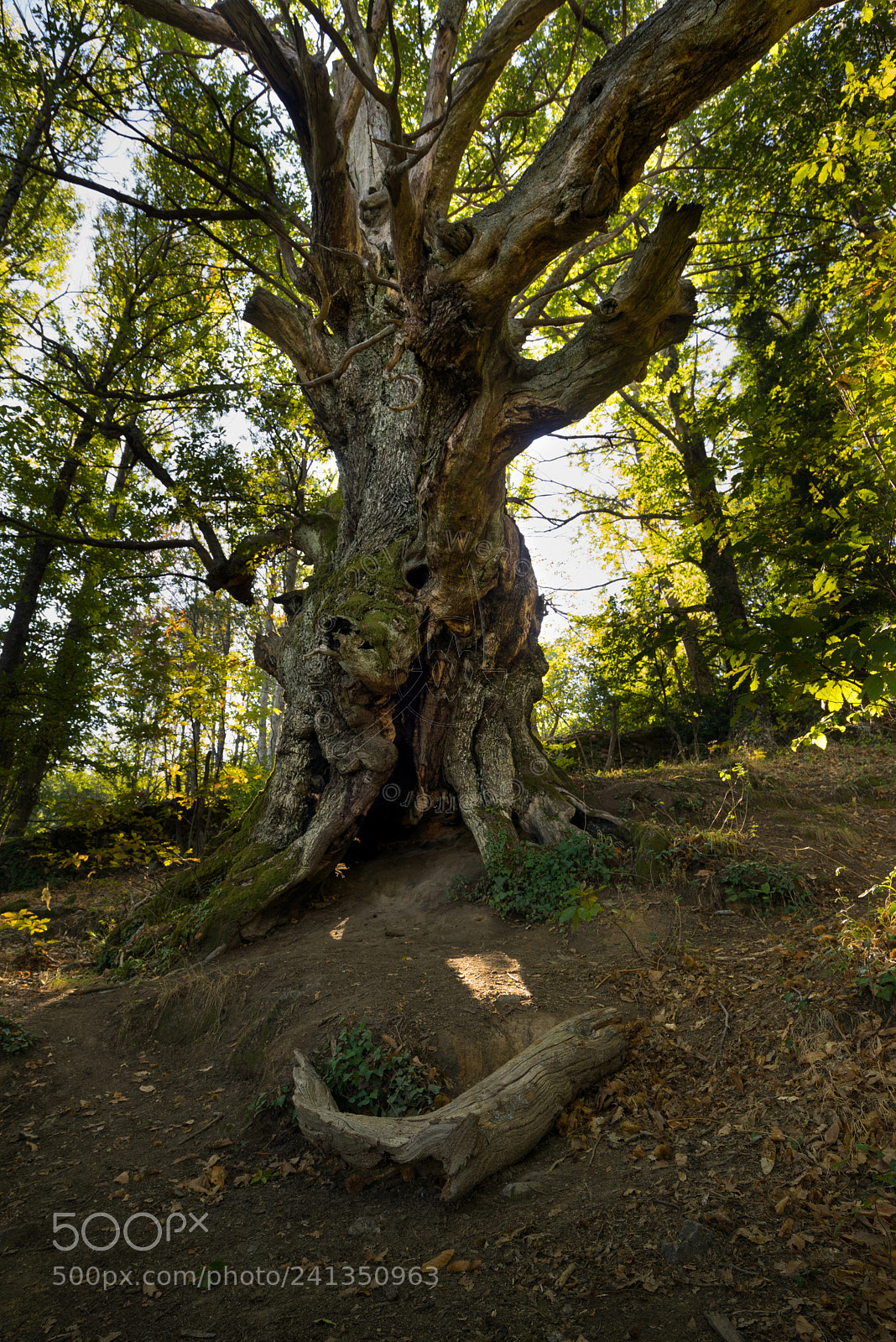 Sony a7R sample photo. El porte de la photography