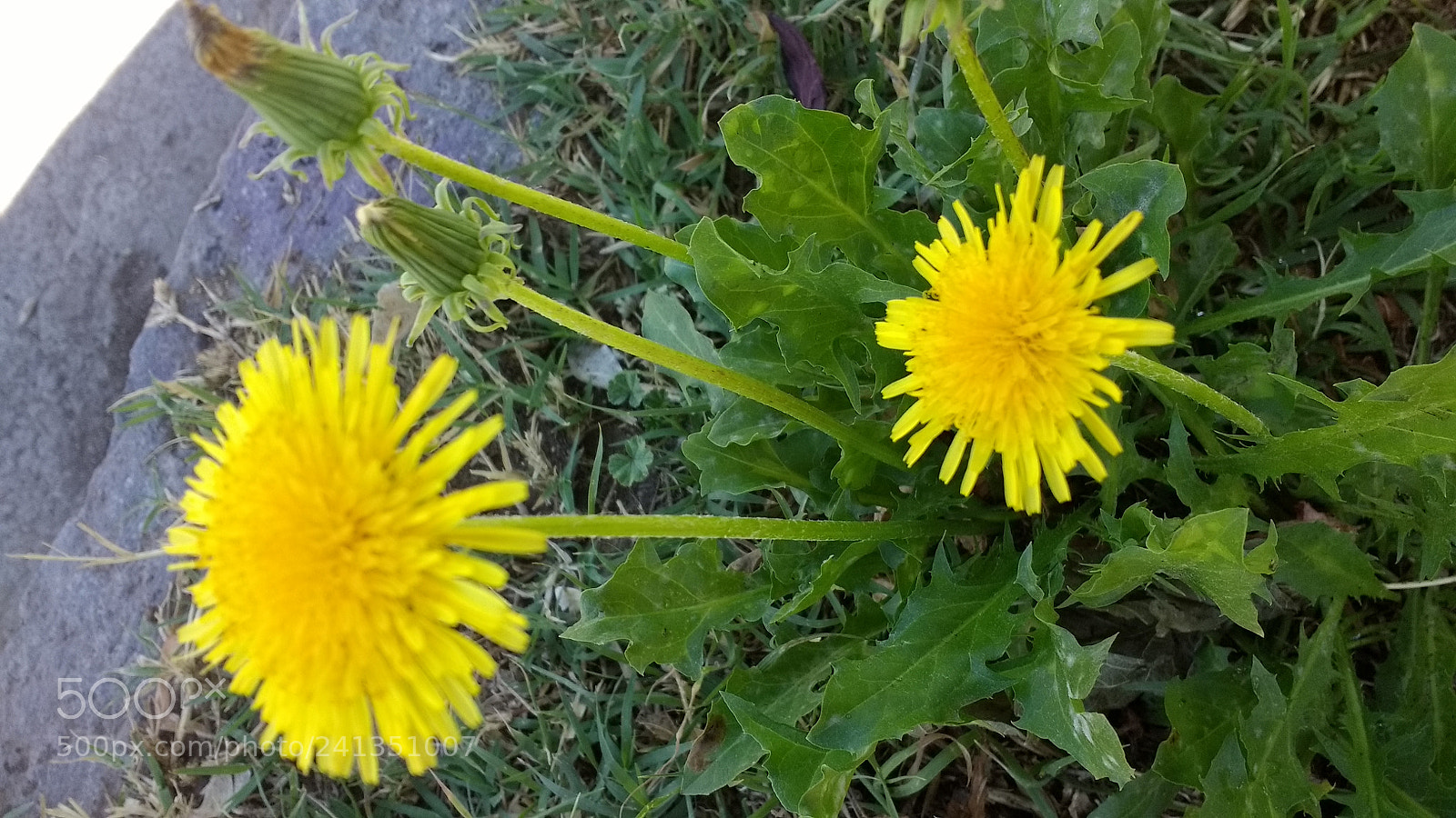 Motorola Moto G (4) sample photo. Untitled photography
