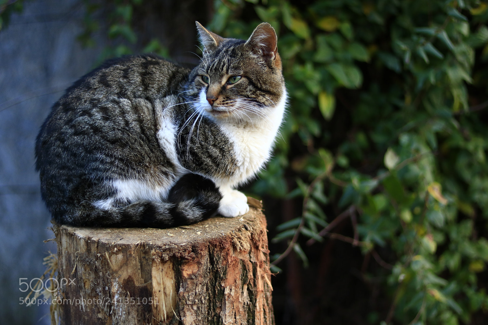 Canon EOS 750D (EOS Rebel T6i / EOS Kiss X8i) sample photo. Garfield photography