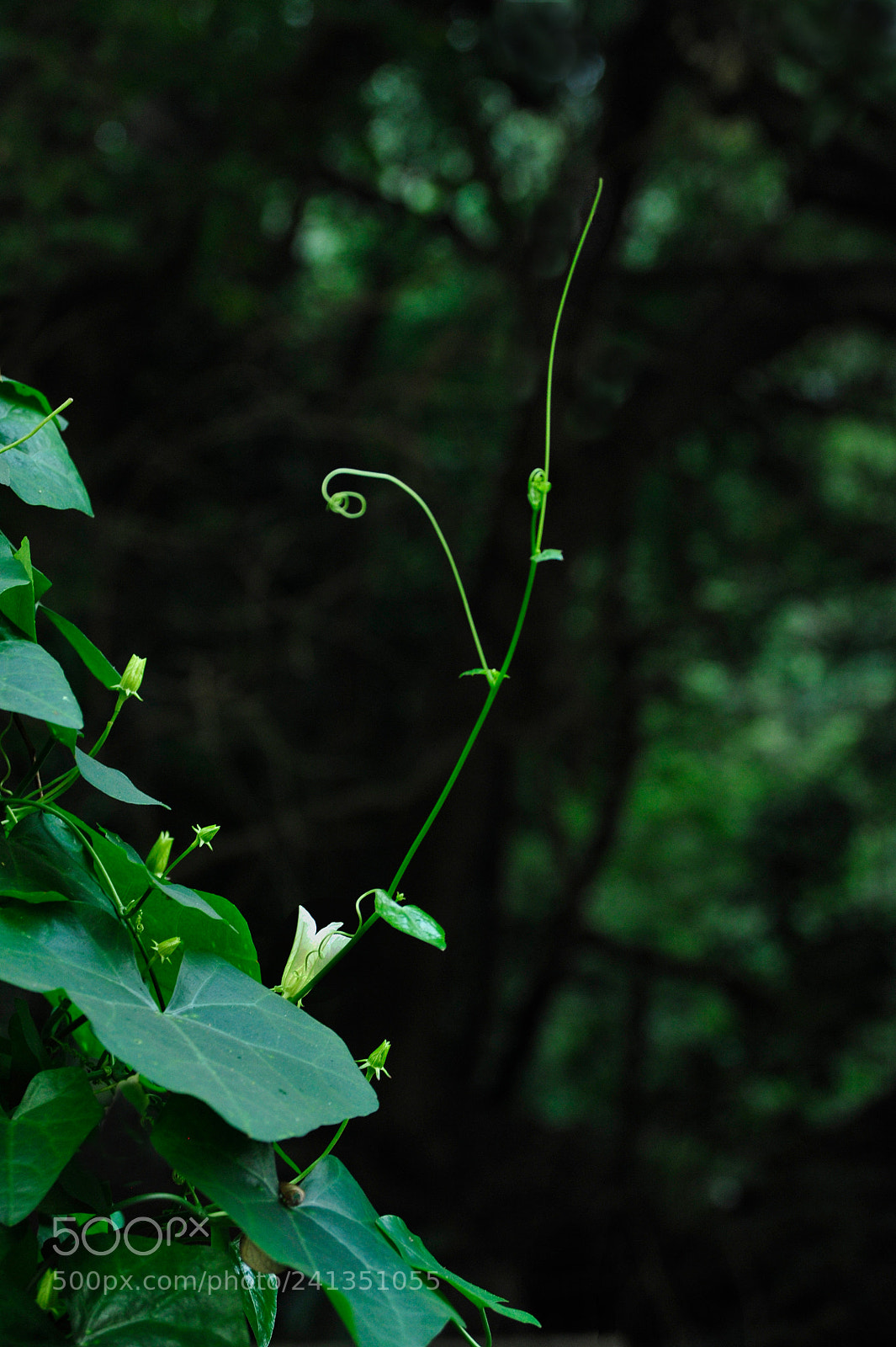 Nikon D700 sample photo. Rise photography