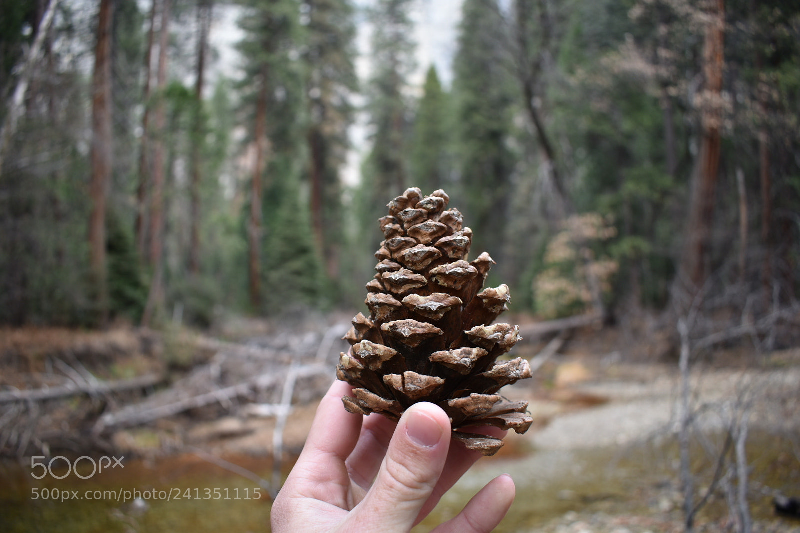 Nikon D5600 sample photo. ? photography
