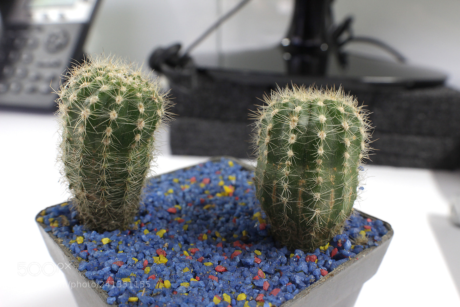 Canon EOS 600D (Rebel EOS T3i / EOS Kiss X5) sample photo. Cactus friends photography