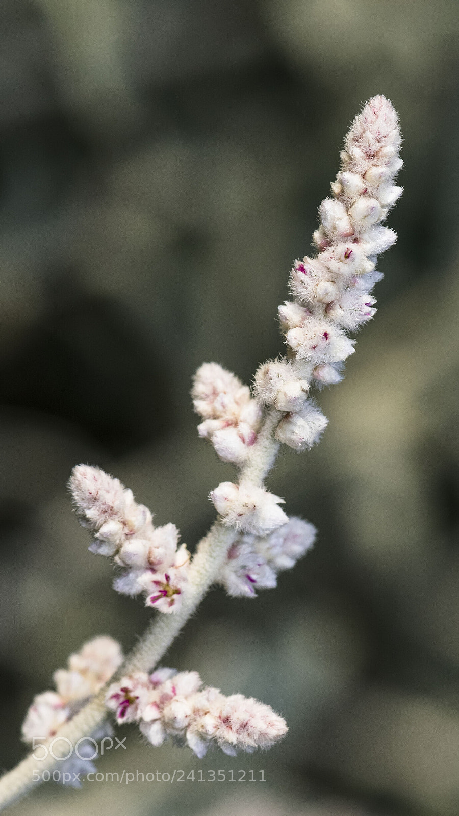 Nikon D500 sample photo. Flower photography
