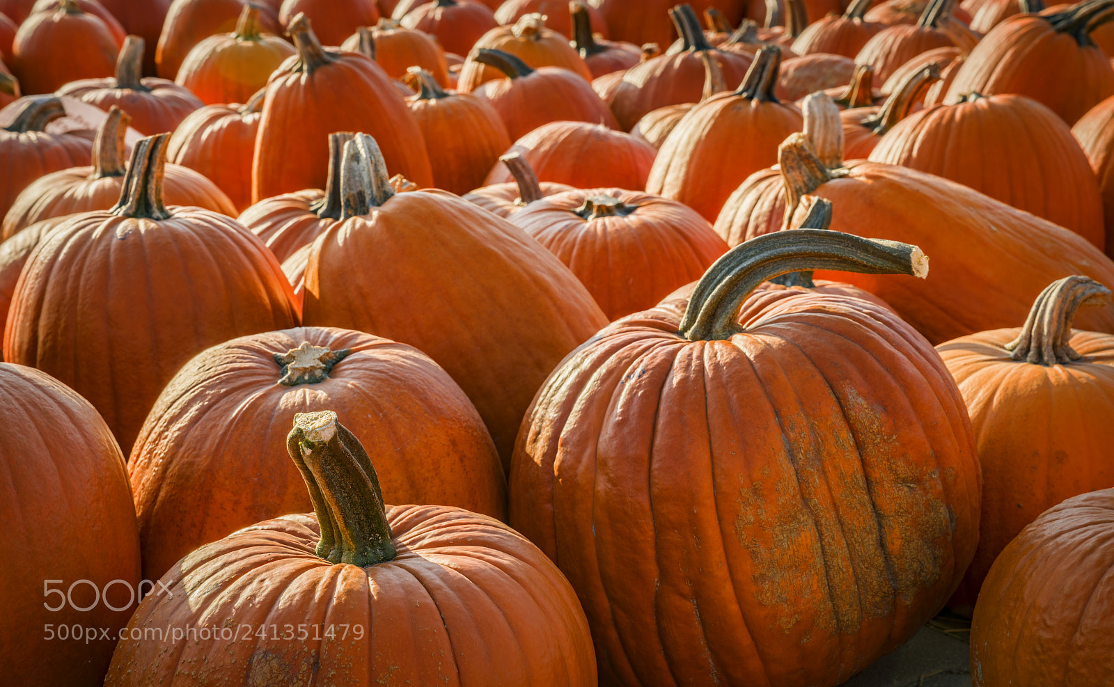 Pentax K-1 sample photo. Pumpkins photography