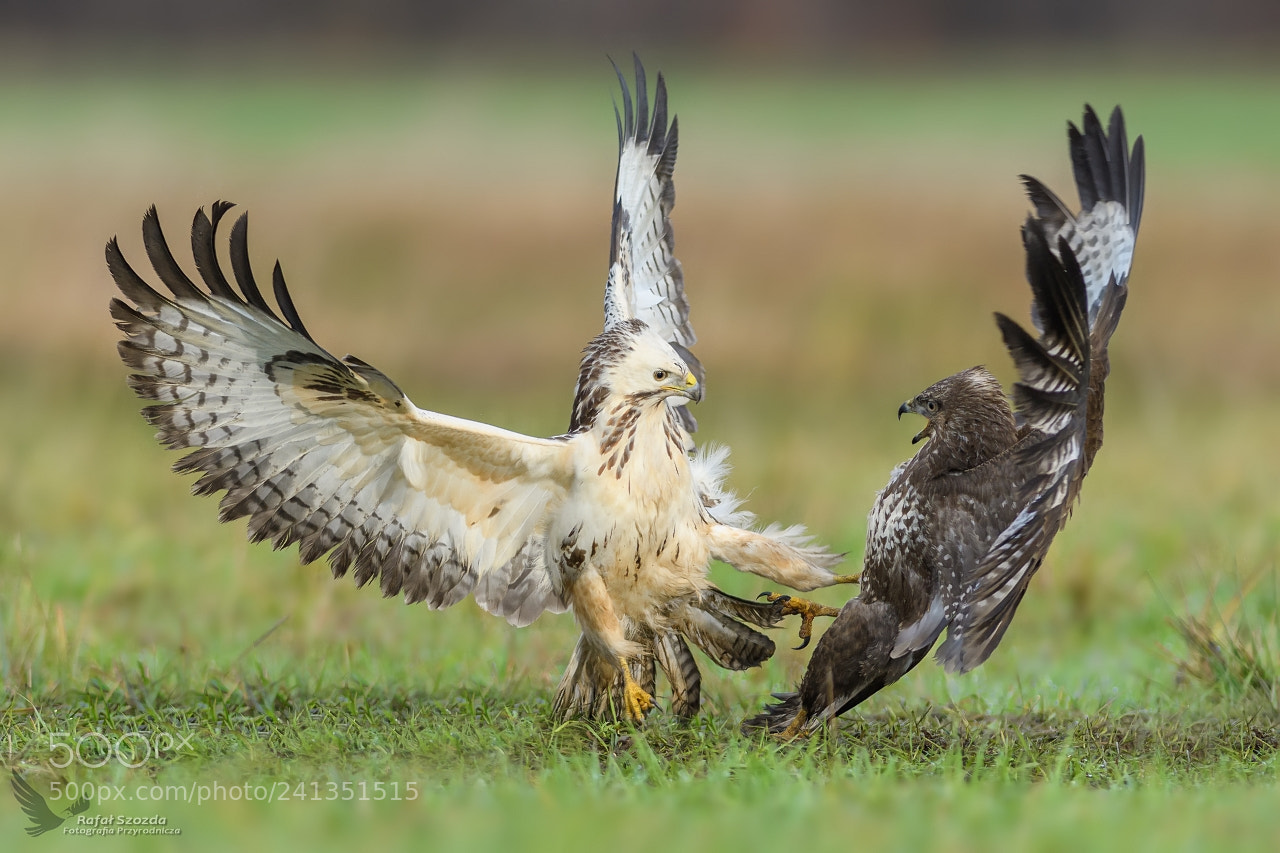 Nikon D500 sample photo. Myszo owy, common buzzard photography