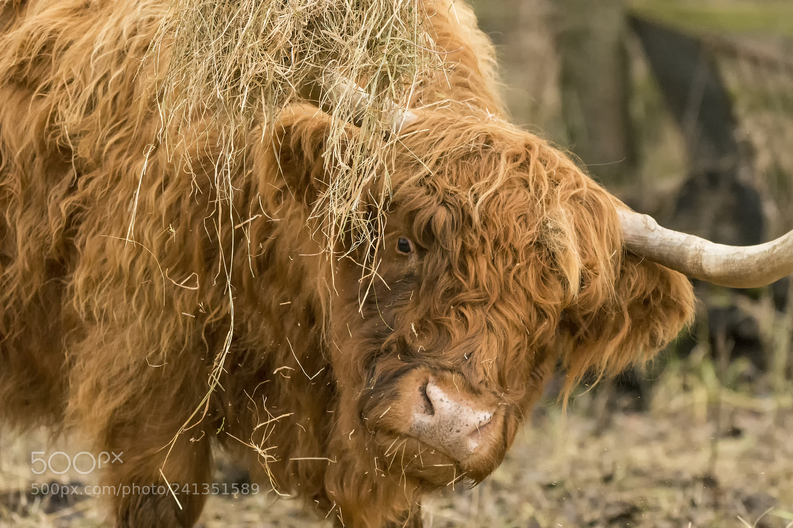 Nikon D7200 sample photo. Toffee cow photography