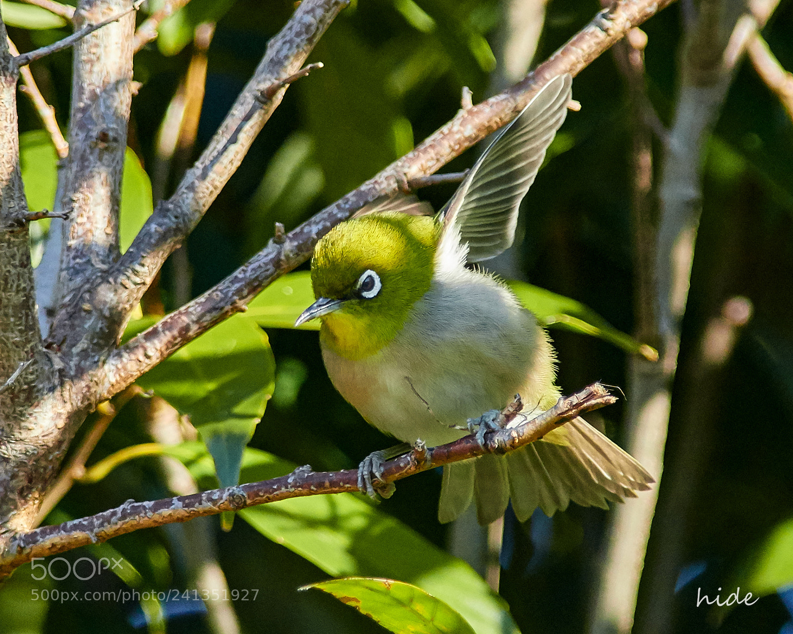 Nikon D500 sample photo. Flap photography