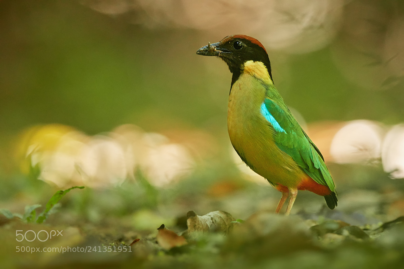 Nikon D500 sample photo. Noisy pitta (pitta versicolor) photography