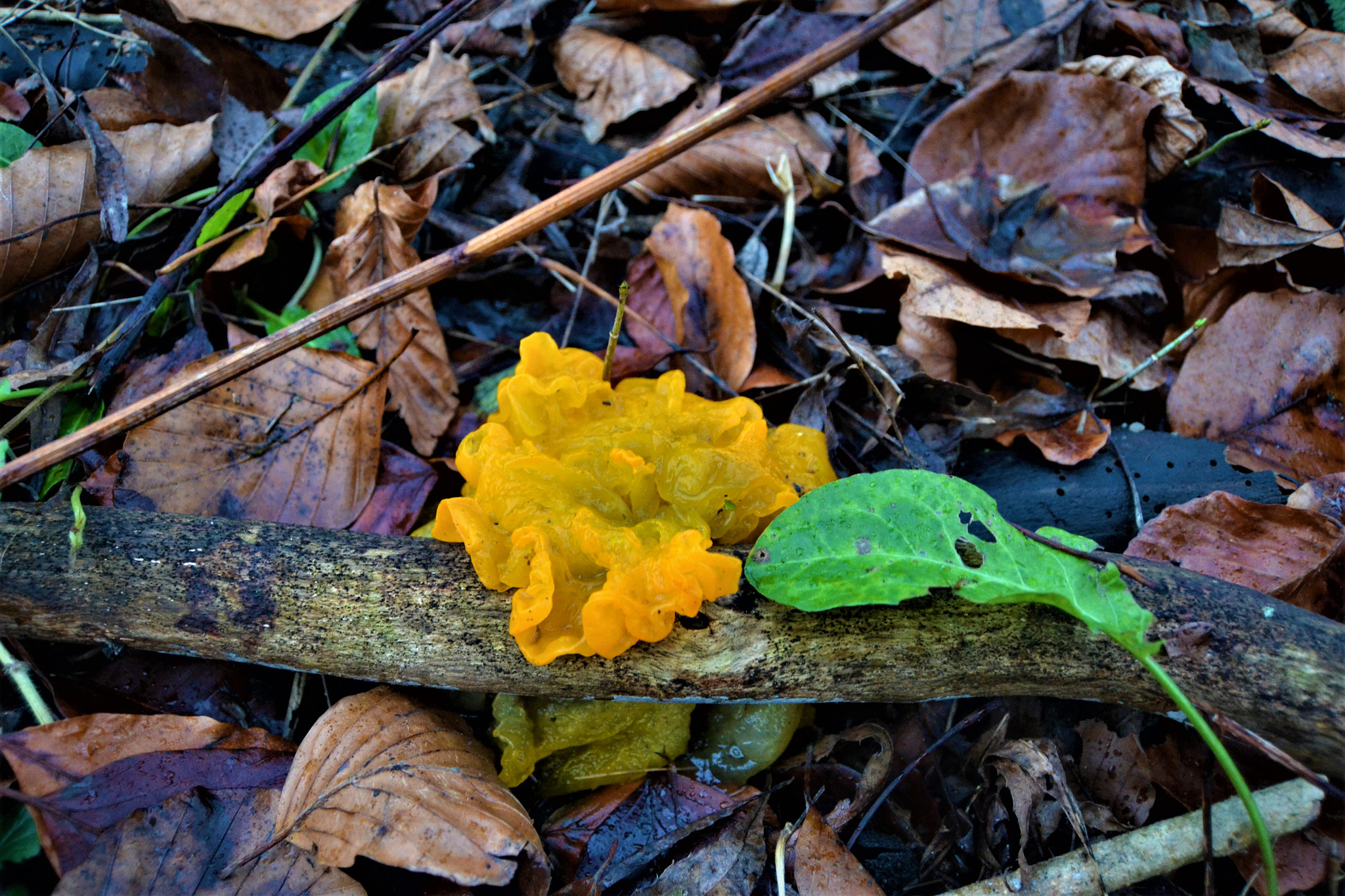 Nikon D3100 sample photo. Witches' butter photography