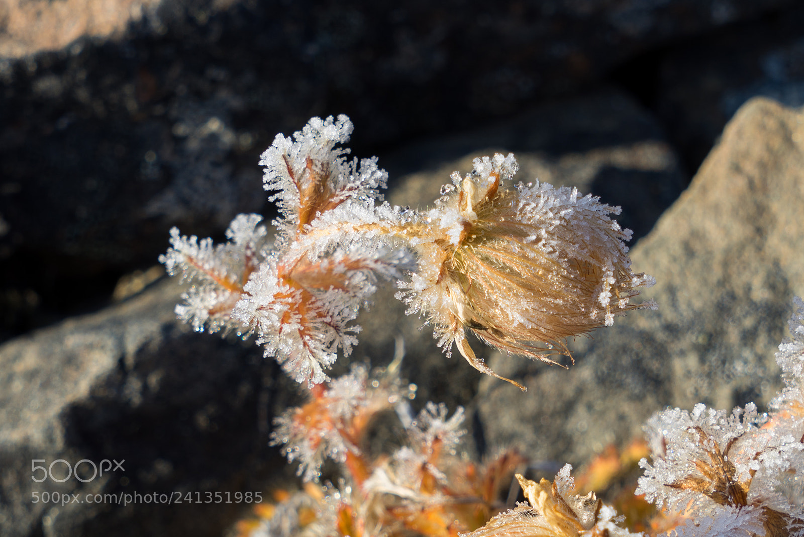 Sony a7R sample photo. Bukhta akhmatova photography