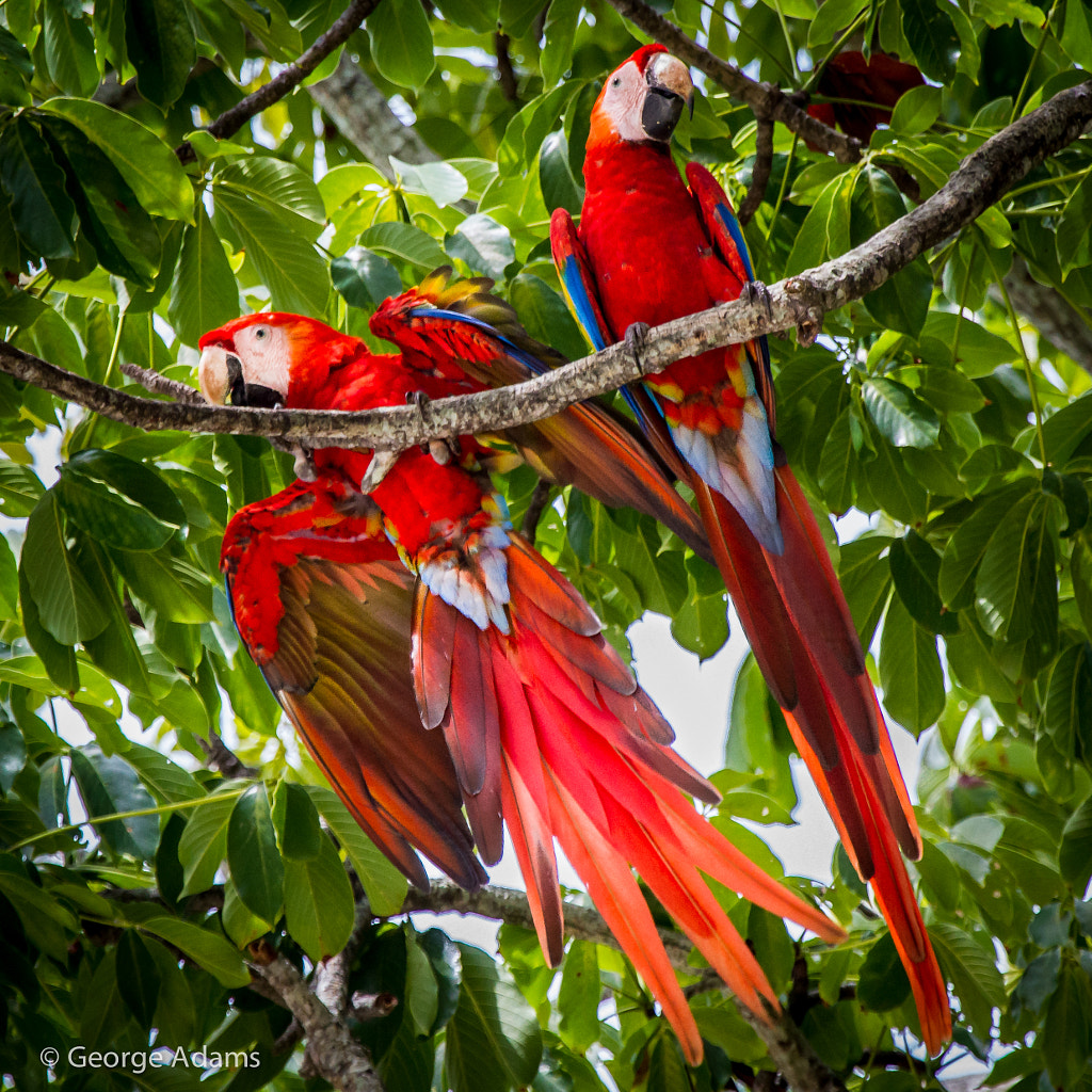 Lapas rojas by George Adams / 500px