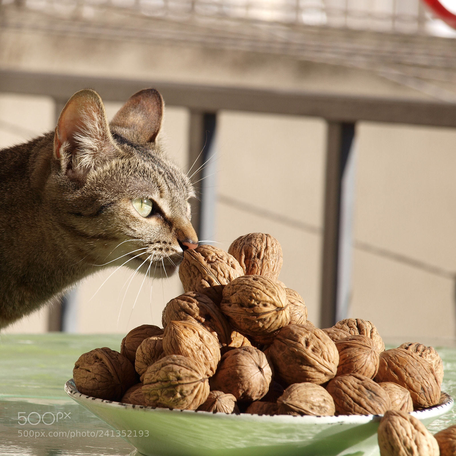 Olympus E-520 (EVOLT E-520) sample photo. Smell of nuts photography