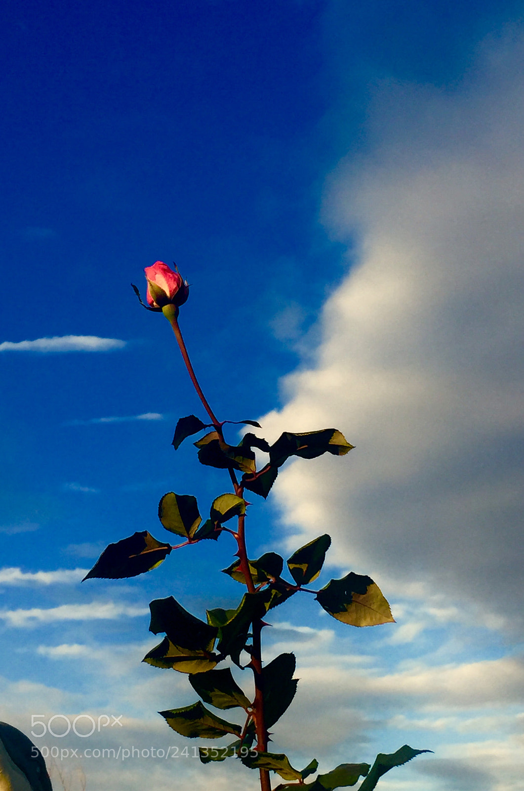 Apple iPhone 6 sample photo. Blosem in the winter photography